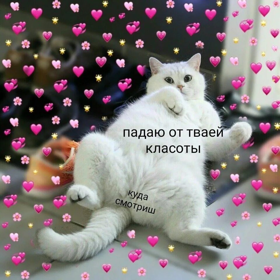 Котики с милыми надписями. Котик с сердечком. Милые картиночки с котиками и надписями. Милые картиночки с надписями. Милый котик с сердечками.