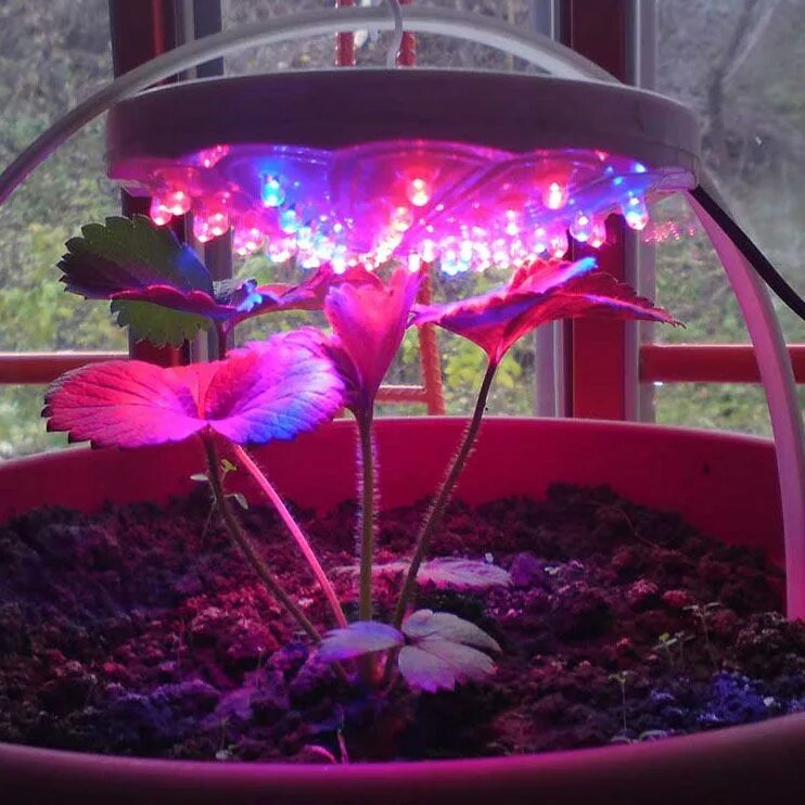 Красный свет для растений для чего. Фитолампа для бонсай. Подсветка для цветов. Освещение для растений. Искусственное освещение растений.