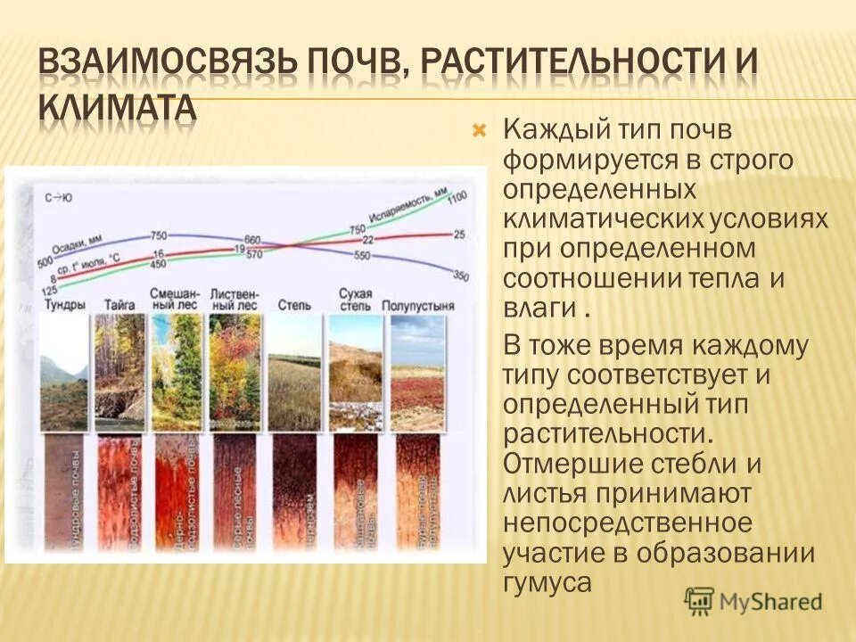 Виды почв. Взаимосвязь типов почв свойствами и растительность. Типы почв России 8 типов почв. Взаимосвязь почв растительности и климата. Взаимосвязь типов почв с климатом и растительностью.