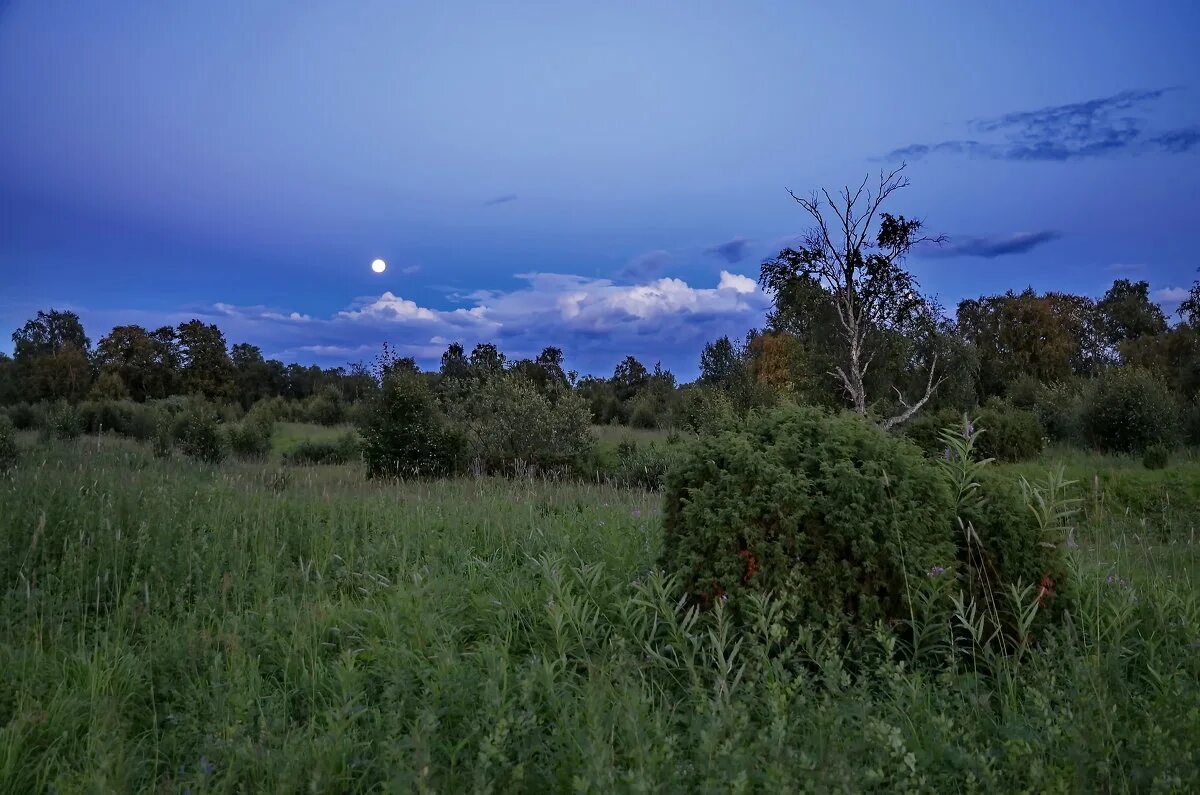 луг фото. луг на рассвете. вечерний луг. поле ночью. луга россии.