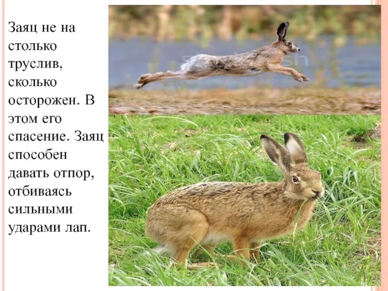 Дай зайца