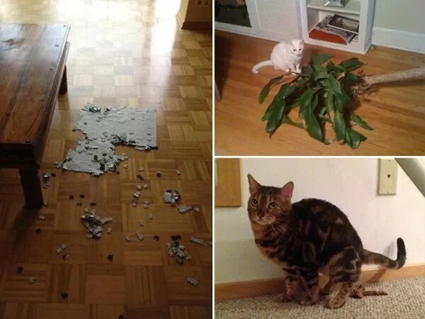 Коты плохо видят. Нашкодивший кот. кот разбил. коты которые скидывают предметы. кот ломает пазл.