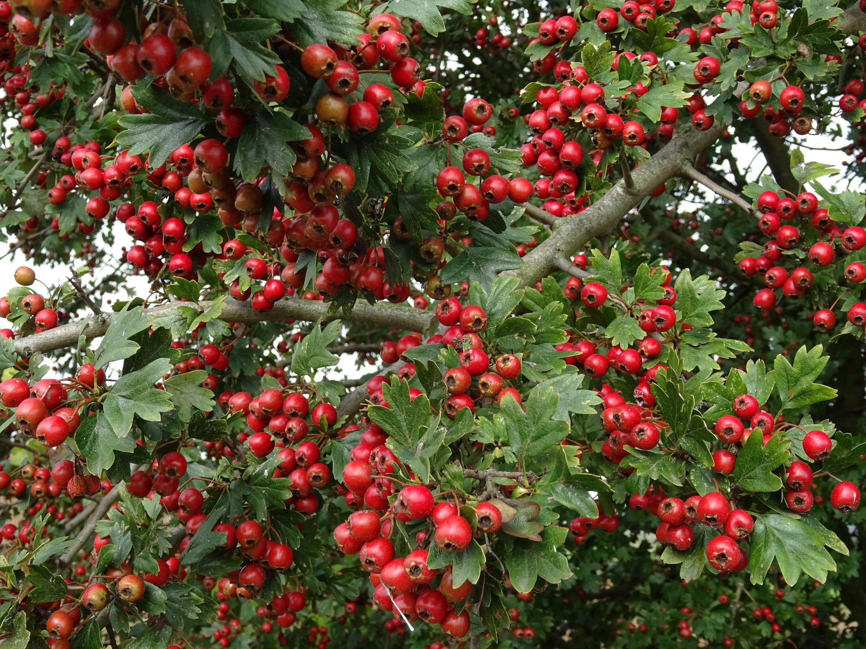 Кустовые ягоды. Куст ягодный Буш. Ирга дерево с плодами. Рябина Буша. Sorbus aucuparia edulis (рябина обыкновенная).