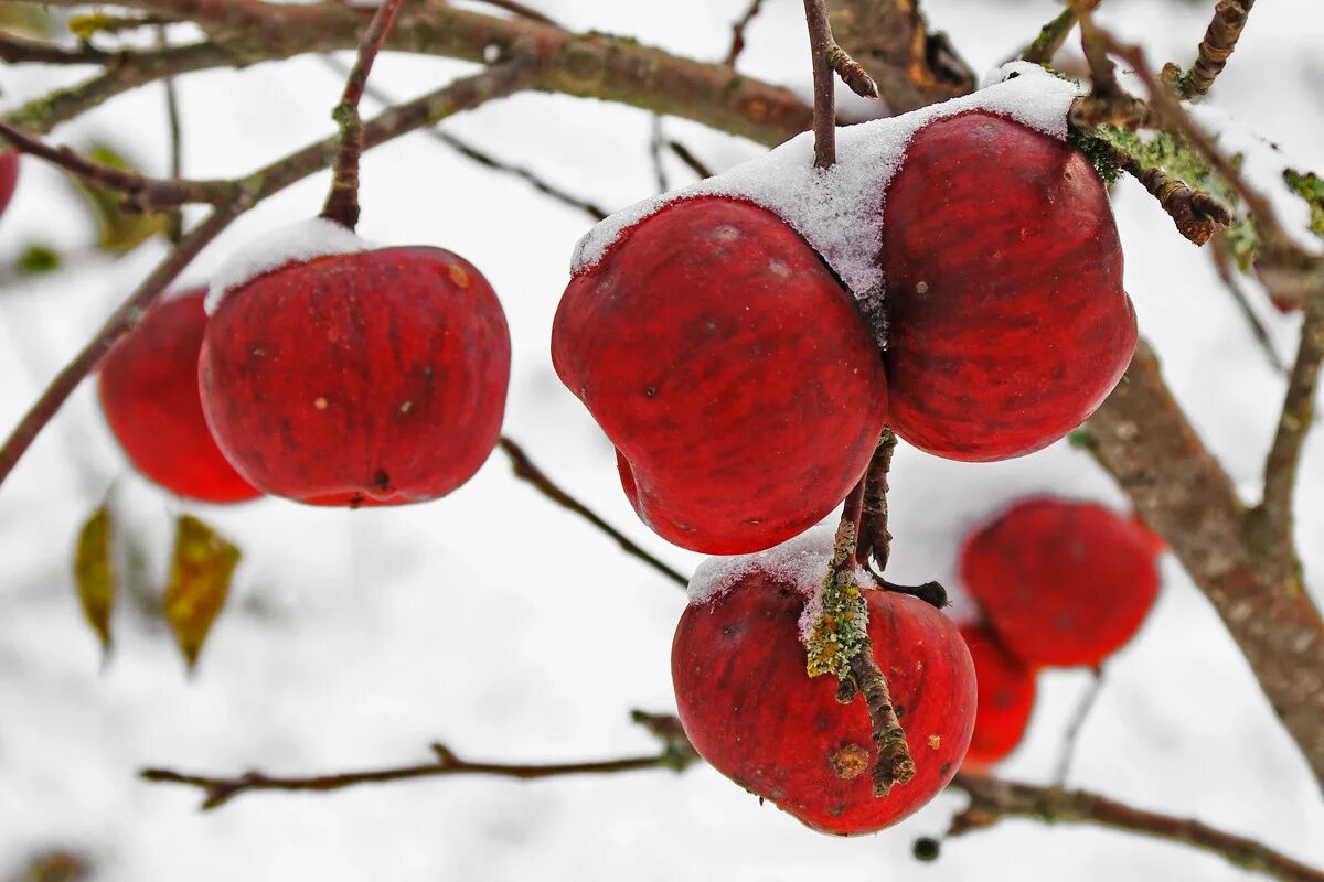 Зимняя яблоня какая. Яблоня Медуница зимняя. Яблоня Маковецкого. Зимние яблоки. Яблоки на снегу.