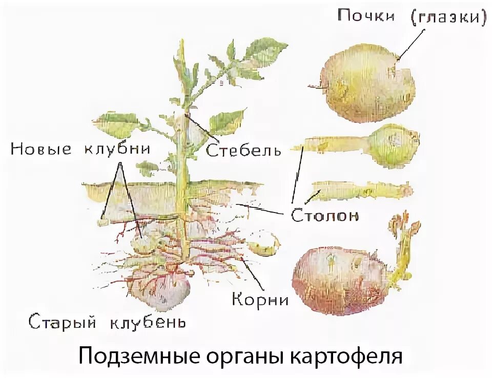 Клубень картофеля и ус садовой земляники. Строение стебля картофеля. Клубень картофеля стебель ПАЗУШНАЯ почка основание. Строение столона картофеля. ПАЗУШНАЯ почка у клубня картофеля.