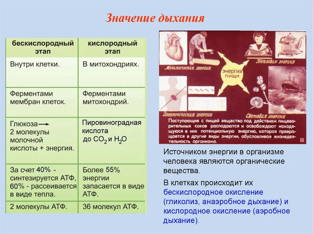 Кислородное и бескислородное окисление. Этапы дыхания и значение. Этапы кислородного дыхания. Значение дыхания, этапы дыхания.