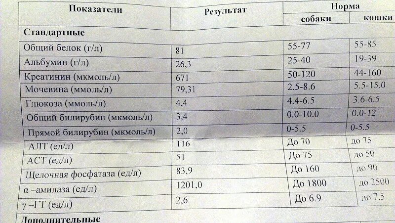 Норма креатинина у собак. Щелочная фосфатаза 160 в анализе крови. ЩФ В биохимическом анализе крови. Норма щелочной фосфатазы в крови у женщин. Норма щелочной фосфатазы в крови.