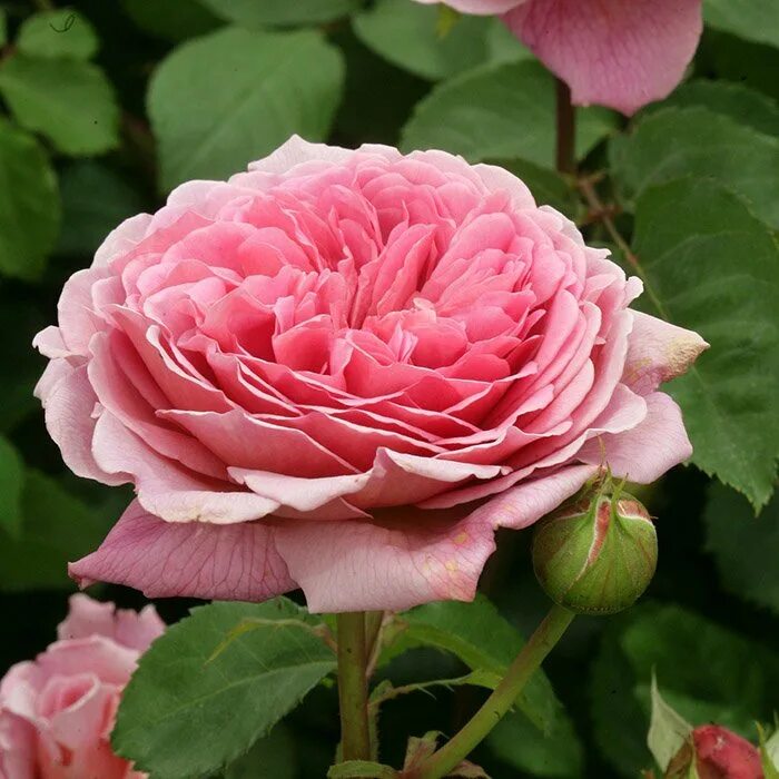 принцесса маргарет crown princess margareta роза. Rosa princess. чайно гибрид принцесса де монако. роза принцесса каори. роза принцесса энн.