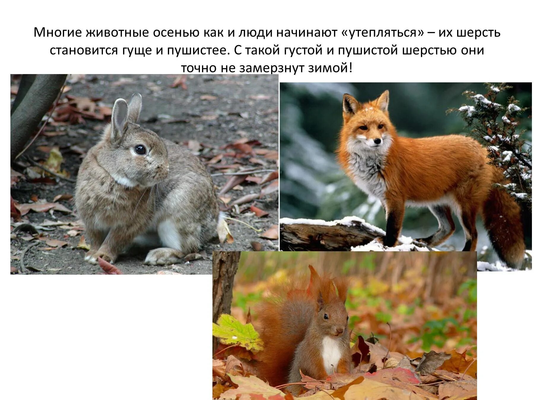Что происходит с животными осенью. Осенние изменения в жизни животных. явления в жизни животных осенью. изменения животных осенью. сезонные явления в жизни животных.