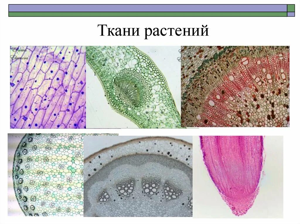 Изображение ткани растений