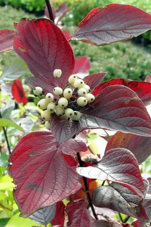 Дерен красный купить. Дерен белый Кессельринги. Дерен Cornus Alba 'Kesselringii'. Дерен белый кемселринги.