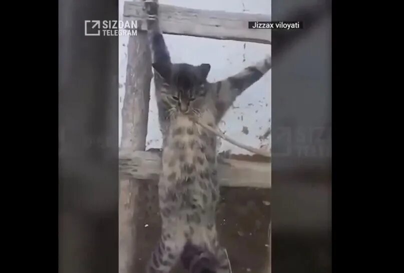 Издевались над котом кузей в северодвинске. Кот кузенька северодвинск. Северодвинск живодеры кот кузя. Издевались над котом кузей. Издевались над котом кузей.