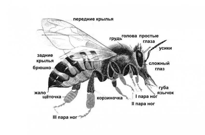 ЖАЛОНОСНЫЙ аппарат пчелы строение. Строение крыльев пчелы медоносной. Строение тела пчелы медоносной. Внешнее строение медоносной пчелы.