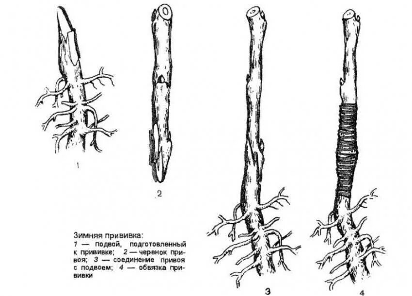 Улучшенная копулировка плодовых деревьев. Шелковица черенками. Привой и подвой плодовых деревьев. Подвой черенки. Зимняя окулировка яблони.