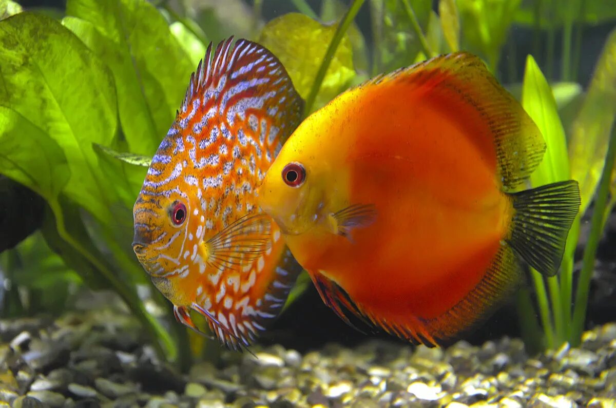 Pets fish. Дискус рыба. Рыбка Апельсинка. Домашние аквариумные рыбки. Плоские аквариумные рыбки.