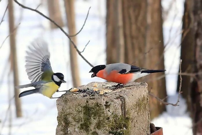 Желтогрудый снегирь. Снегири некоторые виды синиц. Снегирь синица свиристель. Снегирь синица свиристель. Синичка лазоревка.