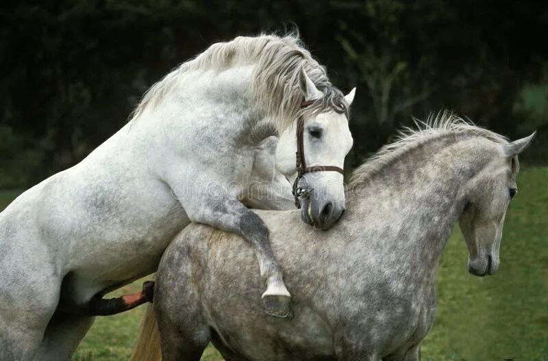 Конь с коне крупно. Спаривание коней. Спаривание лошадей. Лошади спариваются. Лошадь самка.