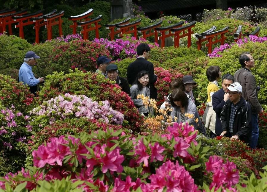 Цвет ханой. Цветение Азалии в Японии. Хана Мацури японский праздник цветов. Парк Азалии Китай. Greenery Day в Японии.