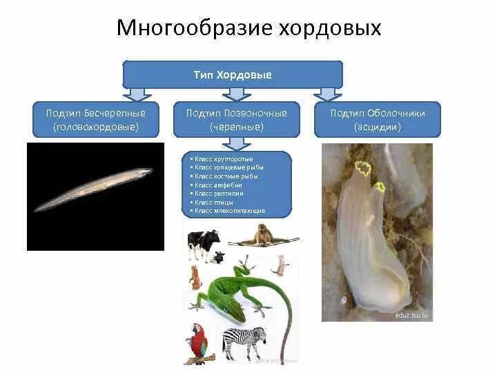 Тип Хордовые Общая характеристика голова туловище хвост
