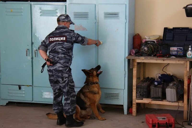 Сколько получают кинологи в полиции. Павлов алексей васильевич кинолог. обыск помещения с собакой. кинолог в полиции. оборудование для кинологов.