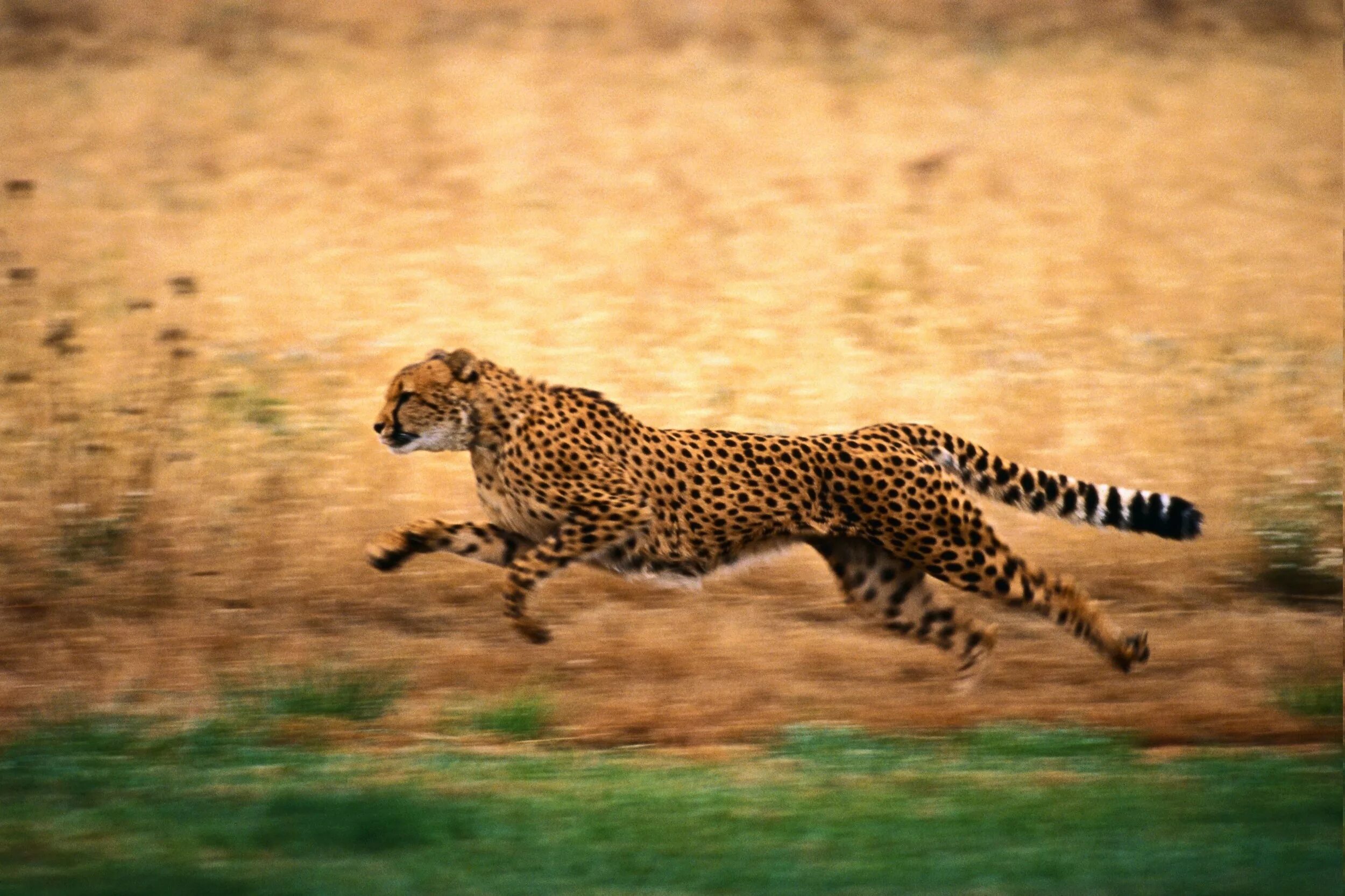 Cheetah (гепард). Гривастый гепард. Закаспийский гепард. Гепард бежит.