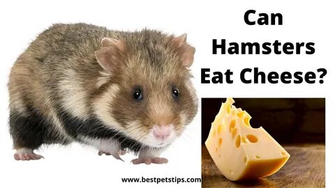 Can Hamsters Eat Cheese? 