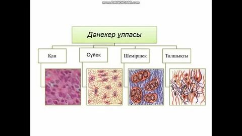 Азиядағы сексуалдық телешоулар