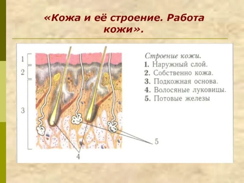 Тест по теме кожа с ответами