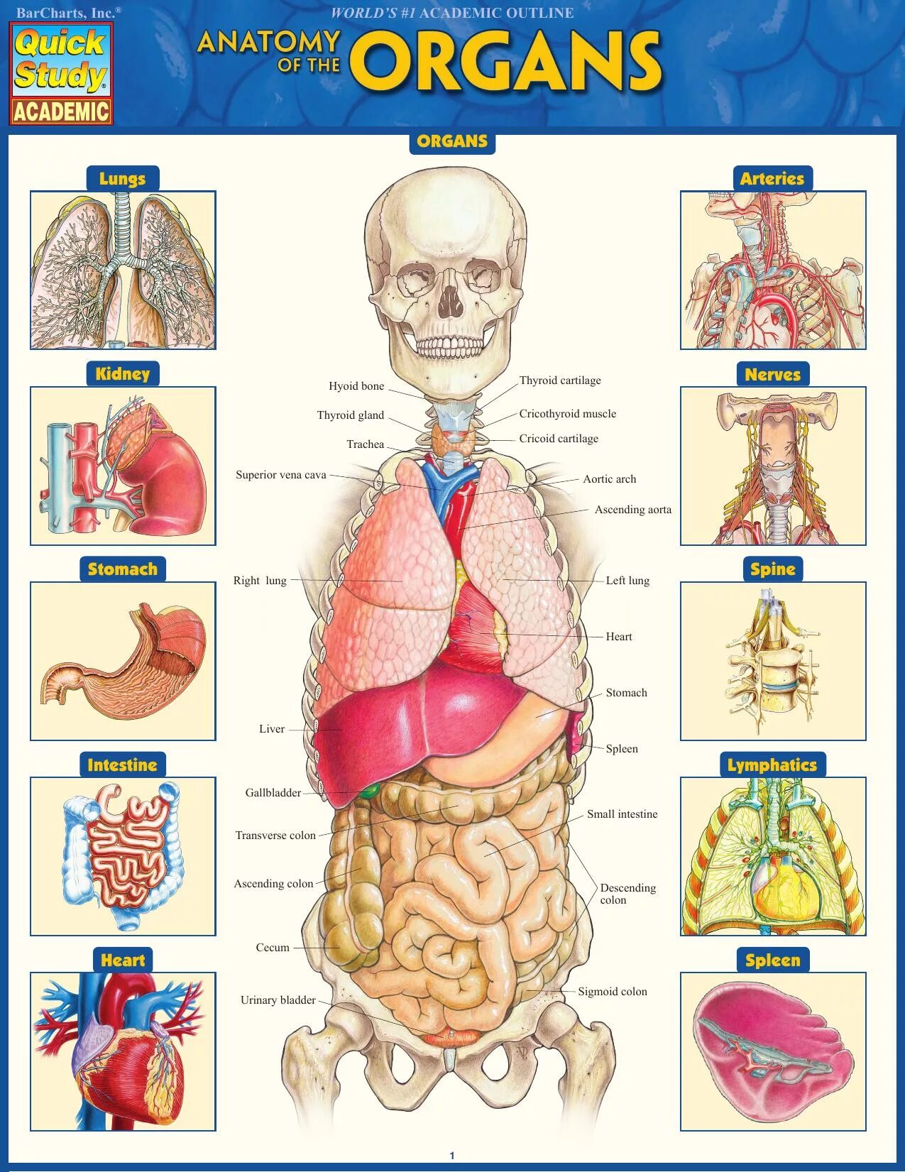 Органы человека картинка. Физиология человека внутренние органы. Внутренние органы на английском. Внутренние органы человека на английском. Плакат внутренние органы человека.