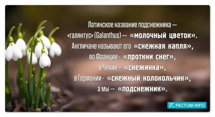 Интересное о подснежниках. Факты о подснежниках. Подснежник интересные факты для детей. Интересные факты о весенних цветах.