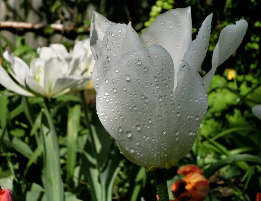 Тюльпан Purissima fosteriana. Тюльпан Tulipa fosteriana. Тюльпан Экзотик Пуриссима. Тюльпан пёпл Пуриссима. Тюльпан самбука