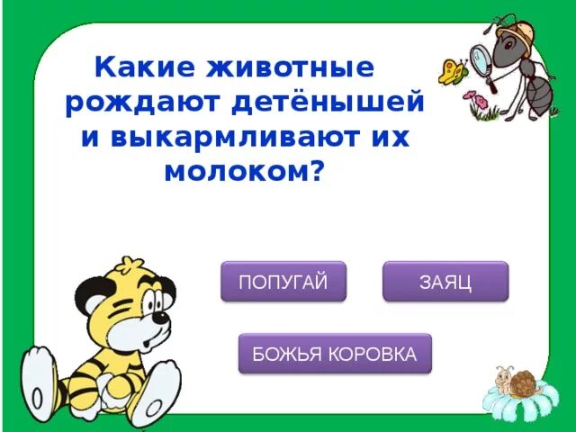 Какие животные рождают детенышей. Какие животные рождают детенышей и выкармливают их молоком. Звери рождают. Звери рождают детёнышей и вскармливают их. Рождает детенышей и выкармливает их молоком