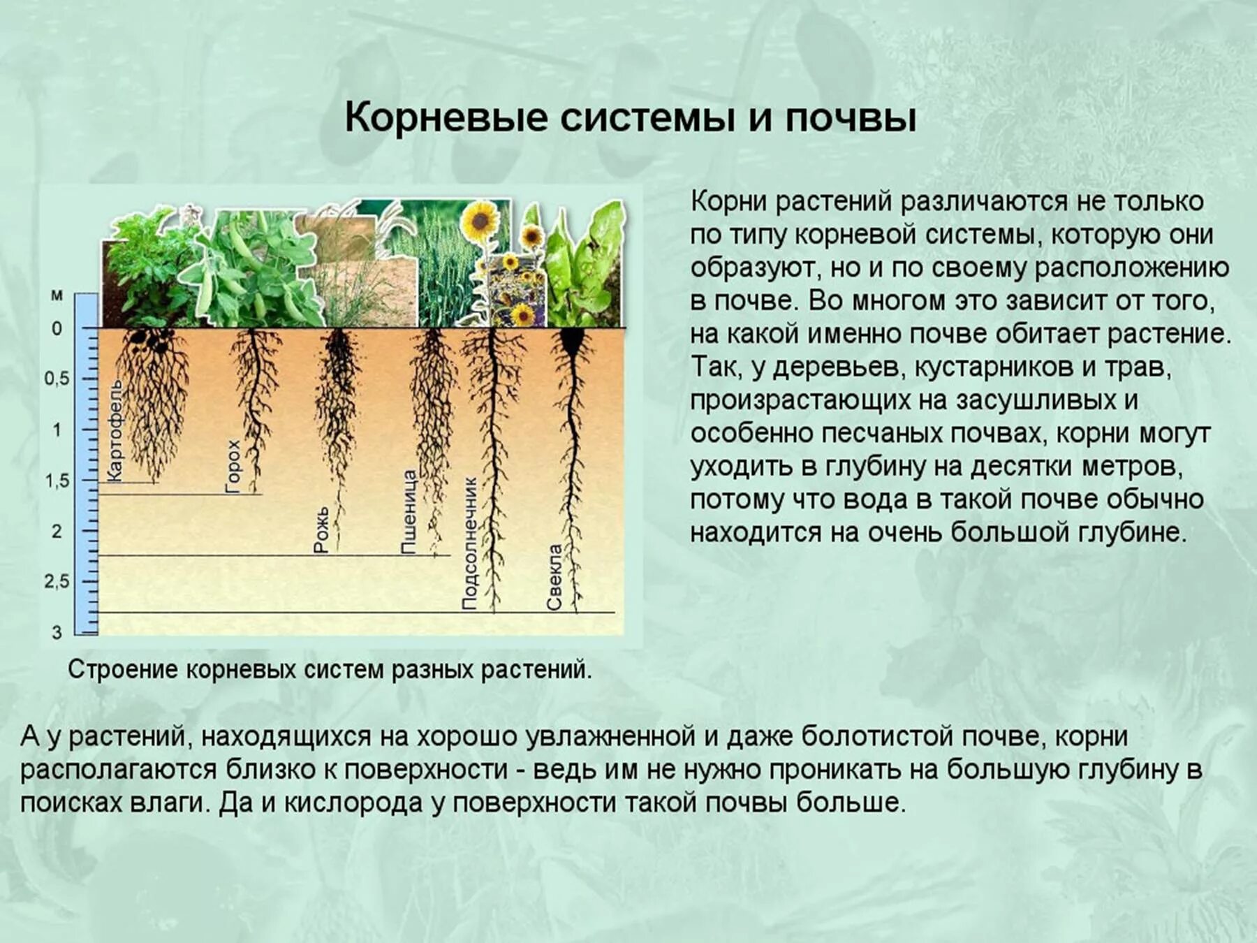 Корневые системы растений. Глубина корневой системы. Корни растений в почве. Растения с поверхностной корневой системой.