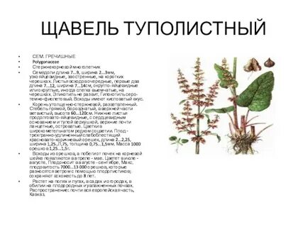 Систематика щавеля