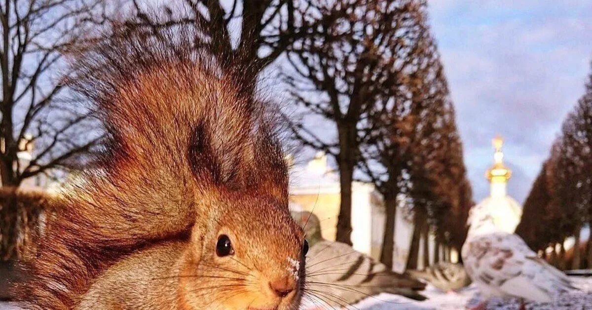 Беличий парк спб. Цпкио санкт-петербург белки. Беличий парк петрозаводск. П беличье спб. Белочки спб.