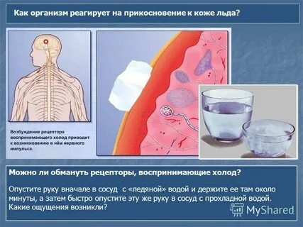 Почему испытываю организм