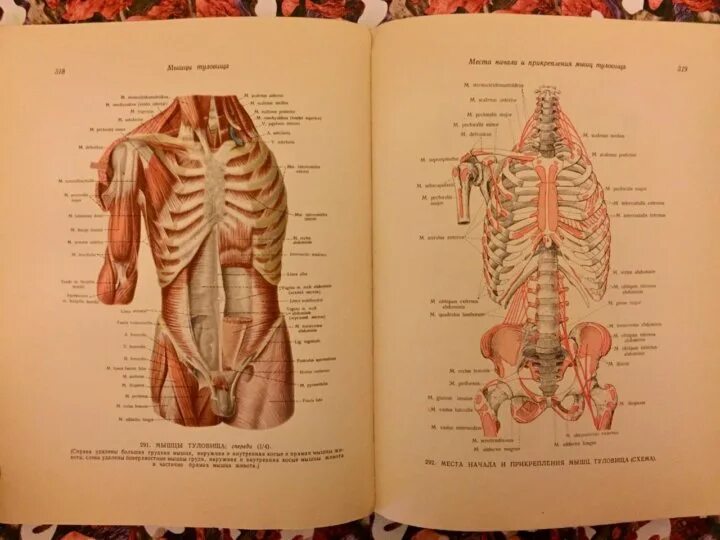 Атлас студентам анатомии. Атлас по анатомии. Анатомия человека Синельников. Брюшная полость анатомия атлас Синельникова. Атлас анатомия человека 2007 год. Синельников атлас анатомии человека том i обложка.