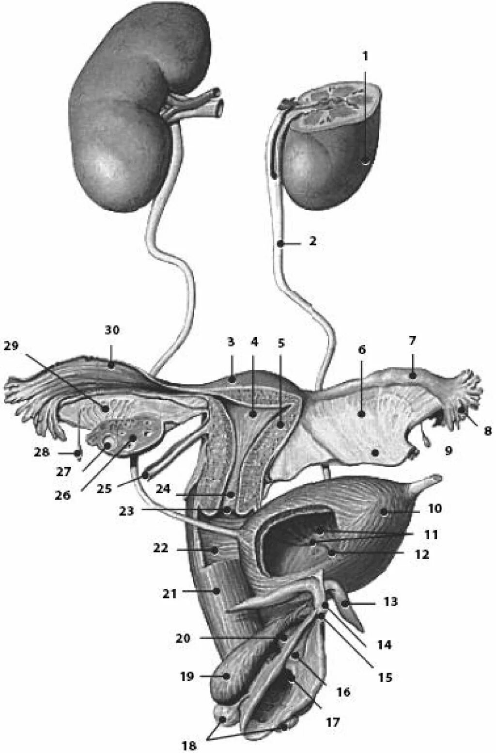 Найти мужской орган. Анатомия человека Мочеполовая система женщины. Анатомический атлас Мочеполовая система. Анатомия мужской мочеполовой системы. Строение мочеполовой системы у женщин.