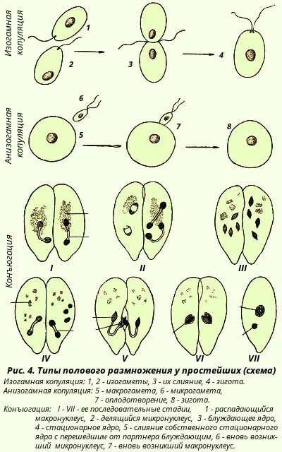 Половое размножение у простейших конъюгация. Размножение простейших копуляция. Формы полового размножения конъюгация. Половое размножение копуляция.