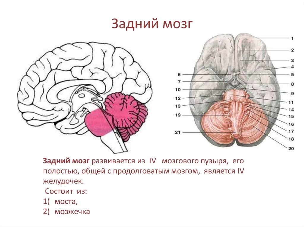 Задний головной мозг включает отделы