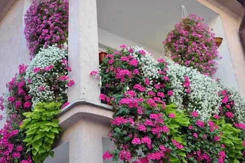 Цветы для балкона