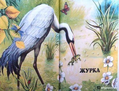 Журка