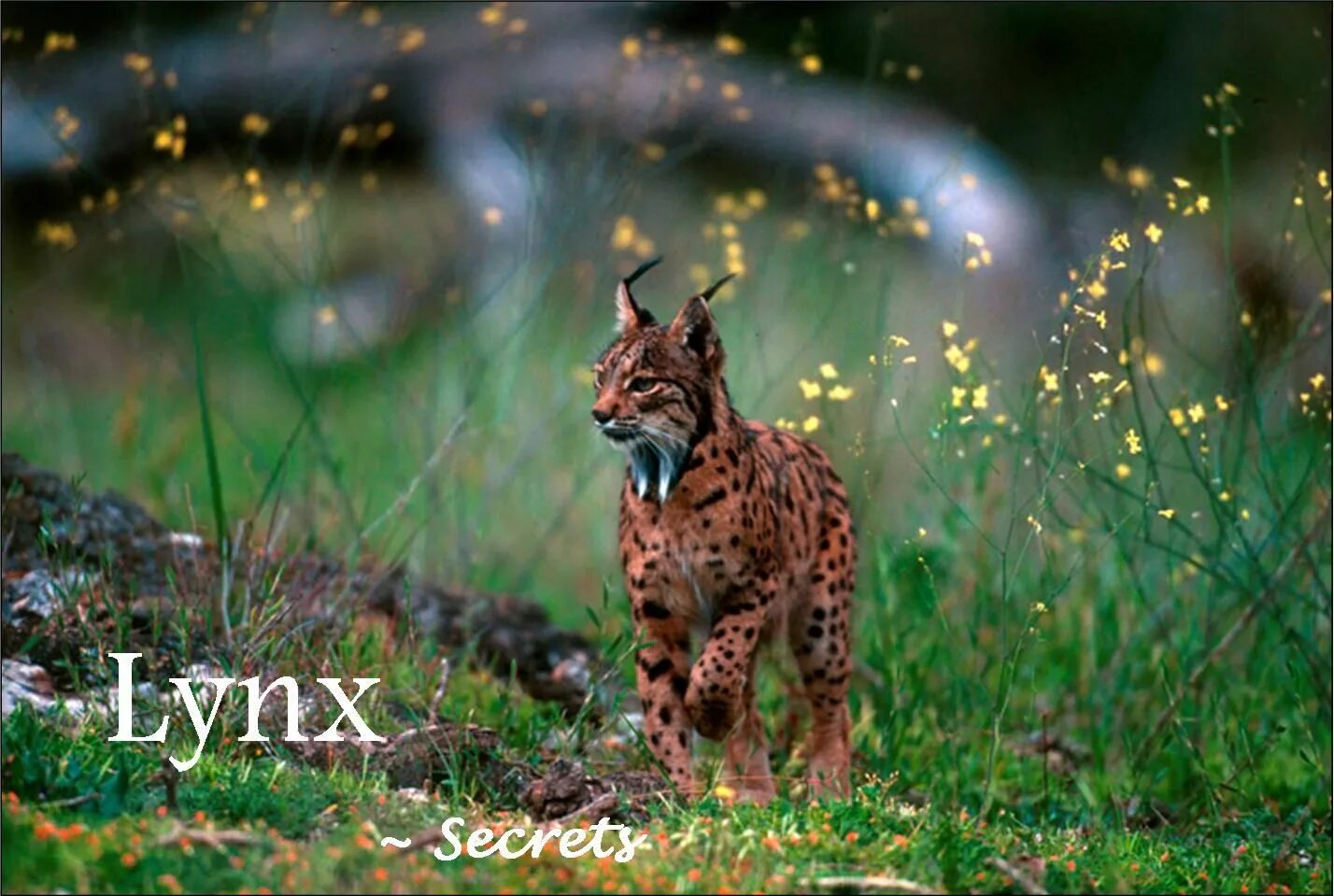 Рысь как бег и животное 6. Рысь бежит. рысь бег. дикие рыси группа. iberian lynx.