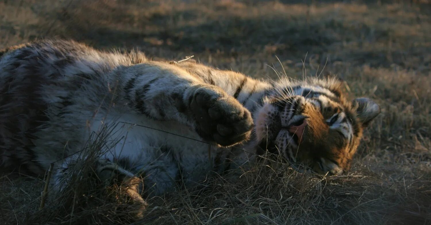 Раненый тигр. Золушка (тигрица). Tiger раненый зверь.