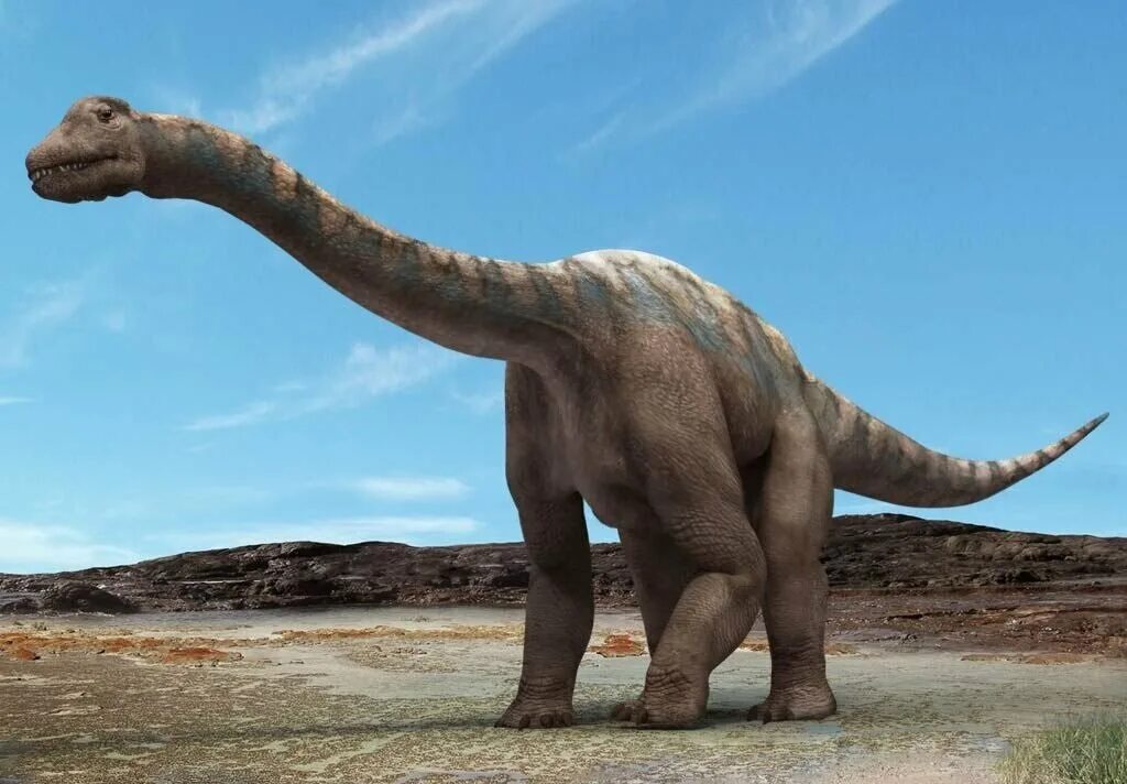 Какой 1 динозавр. Диплодок Аргентинозавр. Argentinosaurus динозавр. Зауроподы Аргентинозавр. Титанозавр зауропод.