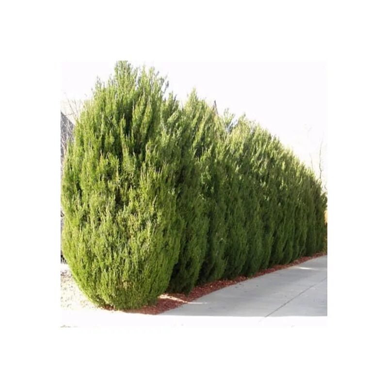 можжевельник китайский спартан. можжевельник скальный спартан. можжевельник скальный спартан. можжевельник китайский spearmint. можжевельник скальный спартан spartan.