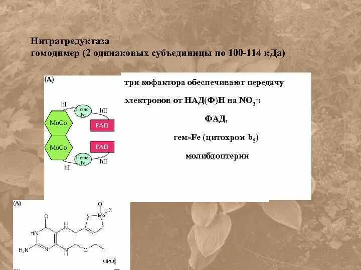 Нитратредуктаза. Нитроредуктаза строение. Гомодимер. Нитритредуктаза формула.