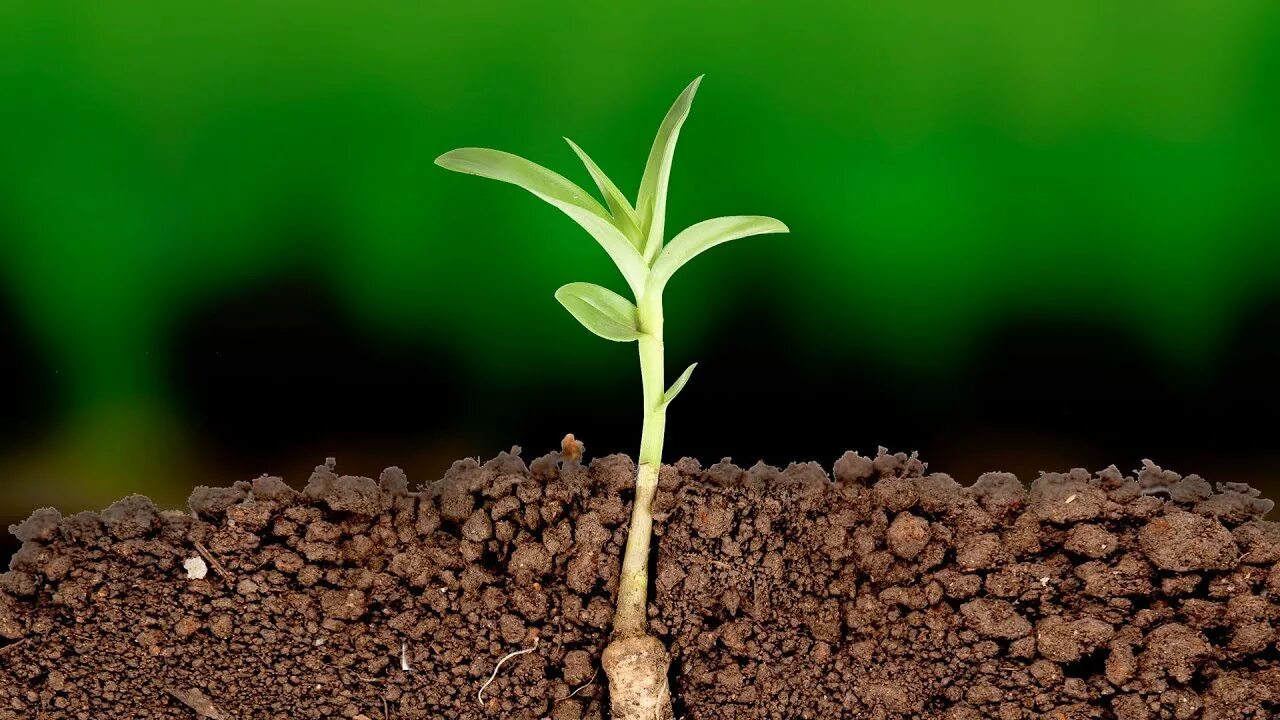 Growing around. Земля для растений. Растения в почве. Корни растений в земле. Корни в почве.