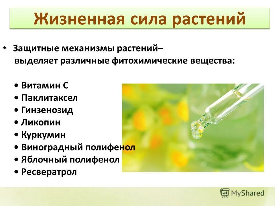 трансформация растительных клеток. биогенные элиситоры. процесс дыхания грибов слова. классификация фунгицидов системного действия. к защитным механизмам растений относят.