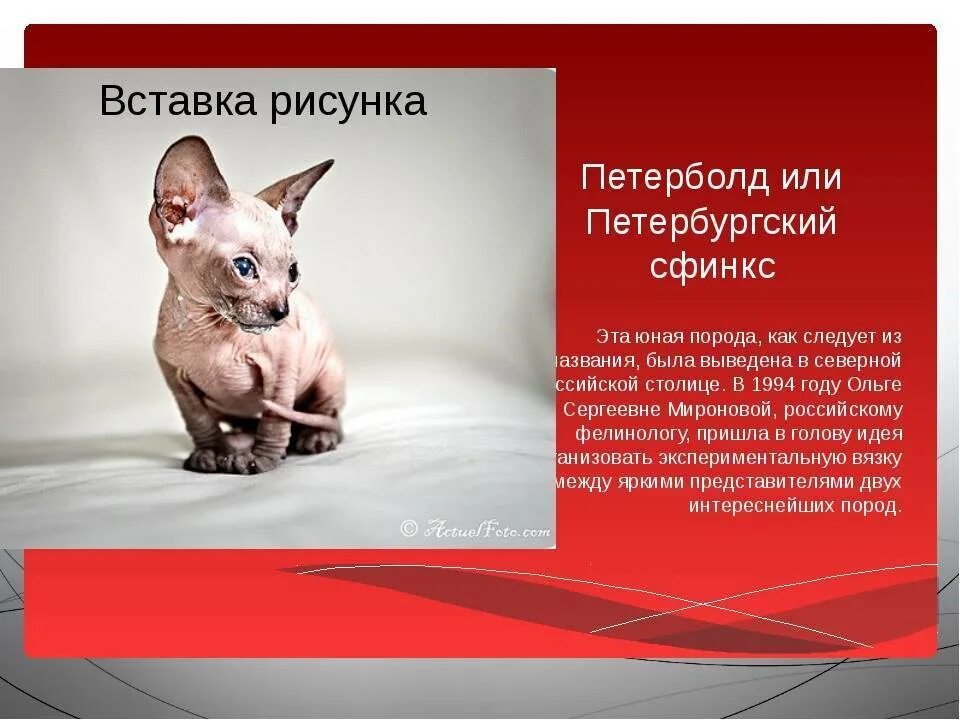 Особенности содержания сфинкса. Донской сфинкс описание породы. Особенности содержания сфинкса. Донской сфинкс браш. Канадский и донской сфинкс.
